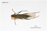 藏品(胸紋刺鬚虎天牛)的圖片